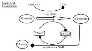 Lactic acid fermentation