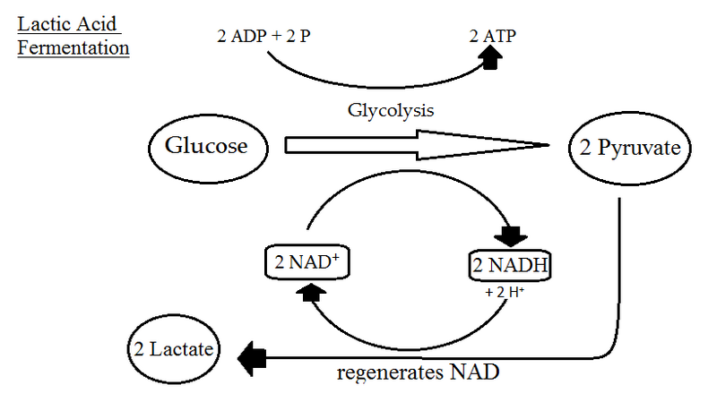 Lactic acid fermentation