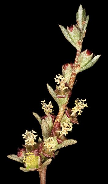 Lawrencia squamata (8691776807)