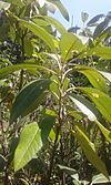 Leitneria floridana at Missouri Botanical Garden.jpg