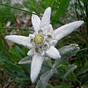 Leontopodium alpinum Szarotka alpejska 01