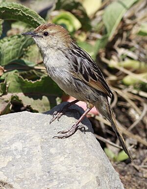 Levaillant's Cisticola Cisticola tinniens.jpg