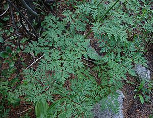 Ligusticum porteri leaves1