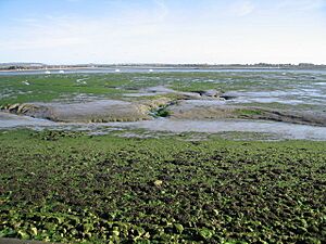 Low Tide in Chichester Harbour - geograph.org.uk - 603355