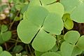 Marsilea minuta 8915
