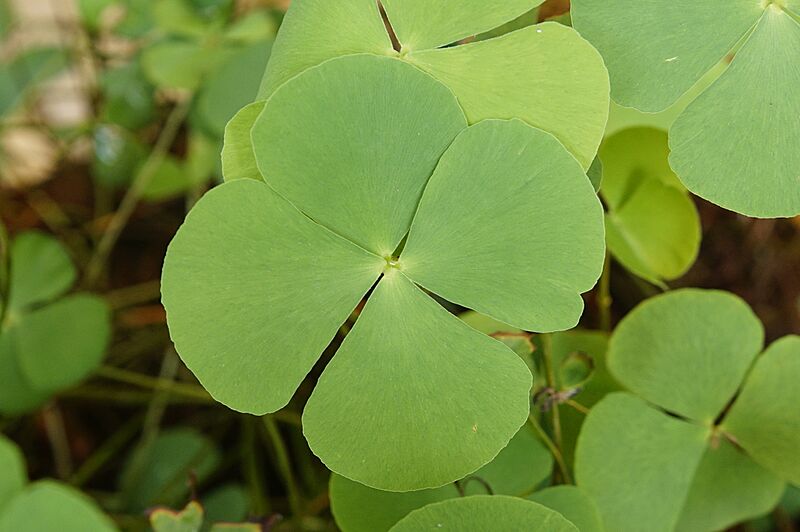 Marsilea minuta 8915