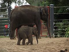 Mel zoo elephants