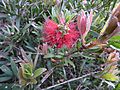 Melaleuca comboynensis flowers