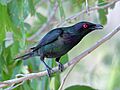 Metallic Starling 7115