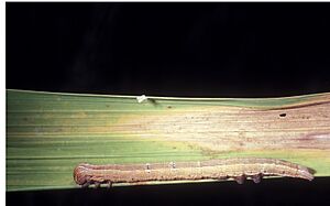 Mocis latipes larva
