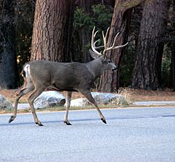 Mule deer in Yosemite Valley
