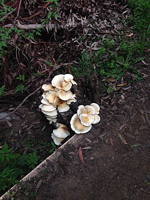Mushrooms in The Ponds Walk