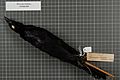 Naturalis Biodiversity Center - RMNH.AVES.140434 1 - Manucodia chalybatus Pennant, 1781 - Paradisaeidae - bird skin specimen