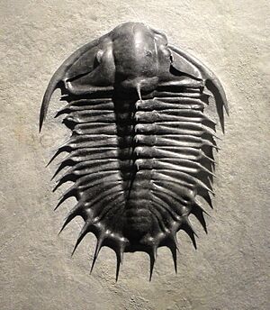 Olenoides superbus, Late Middle Cambrian, Upper Marjum Formation, House Range, Millard County, Utah, USA - Houston Museum of Natural Science - DSC01415