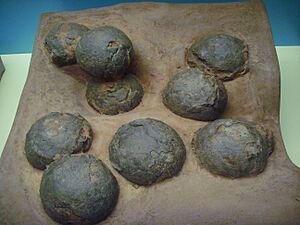 Oolithes spheroides (Senckenberg)