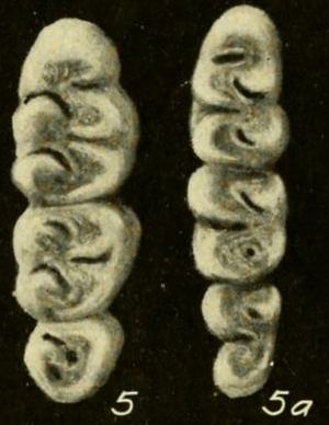 Oryzomys bombycinus molars