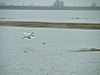 Ouse Washes at Welney.jpg