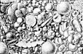 PSM V44 D483 Globigerina ooze
