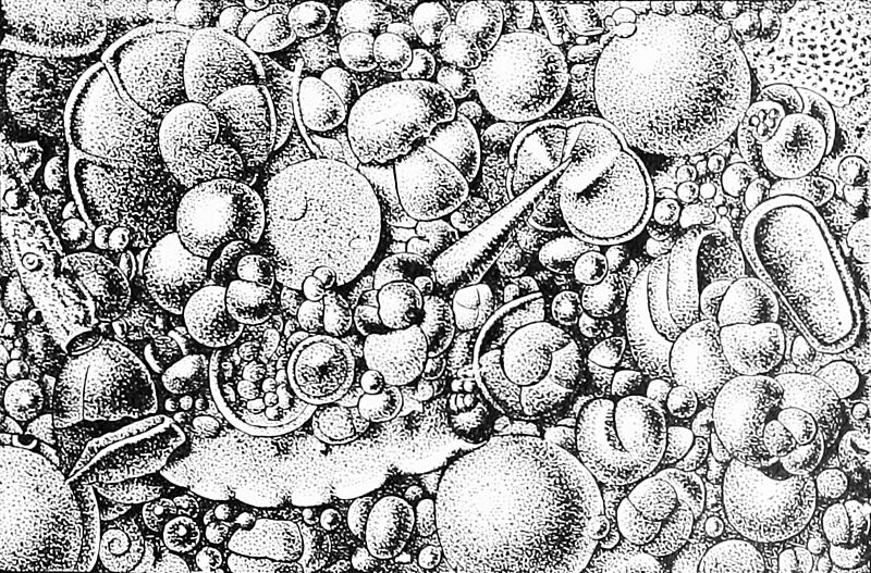 PSM V44 D483 Globigerina ooze