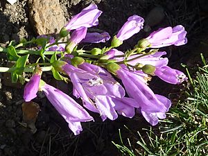 Penstemon barrettiae (Scrophulariaceae) flower.JPG