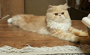 Persian Cat 01