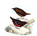 Pitta venusta - De vogels van nederlandsche Indië (1860) (20269391674) (cropped)