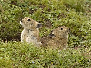 Plateau pika of the Tibetan Plateau.jpg