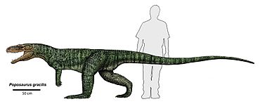 Poposaurus gracilis (1)