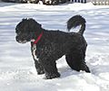 Portugueuse Water Dog in snow