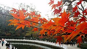 Qixia Mountain Autumn