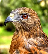 Red Shouldered Hawk portrait