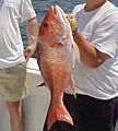 Red snapper catch