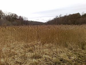 Reeds at Parsonage Moor Nature Reserve - geograph.org.uk - 1269551.jpg