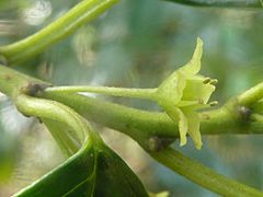 Rhamnus prinoides, blom, Moreletakloof NR, a