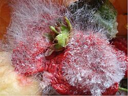 Rhizopus stolonifer on a strawberry showing black sporangia