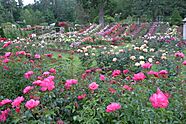 RoseTestGardenPortland.jpg