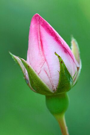 Rose bud