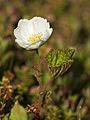 Rubus chamaemorus LC0151