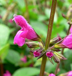 Salvia chiapensis 2