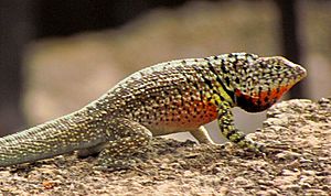Santa Cruz Lava Lizard, male