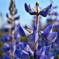 Sky Blue Lupine in the Dunes (5419300040)