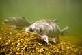 Smallmouth buffalo 01