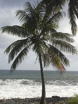 Starr 031210-0101 Cocos nucifera