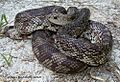 Suwanee County FL Pine Snake