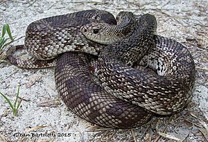 Suwanee County FL Pine Snake.jpg