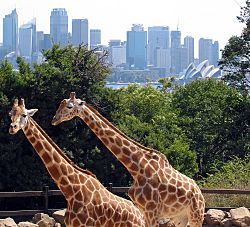 Sydney taronga zoo.jpg