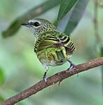 Tangara punctata-20090405B