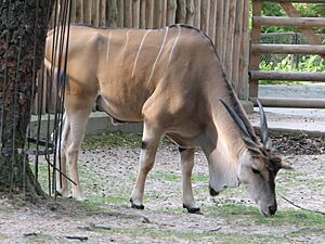 Taurotragus.oryx-01-Krakow