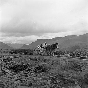 The horse drawn railway at Dyffryn Nantlle before its closure in 1959 (12118311394)