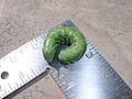 Tomato Hornworm Larva - Relic38 - Ontario Canada